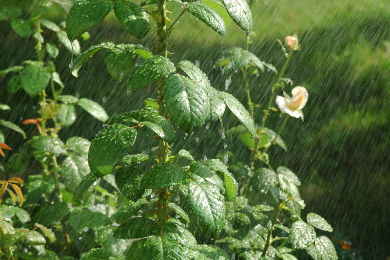 驟雨下的陽光 摄影 日光之下