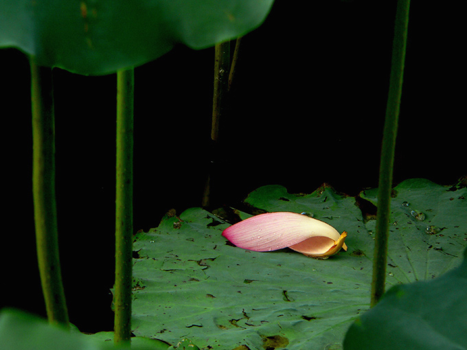 花葬 摄影 狐步