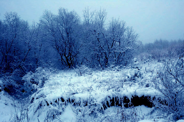 春雪 摄影 老黎子