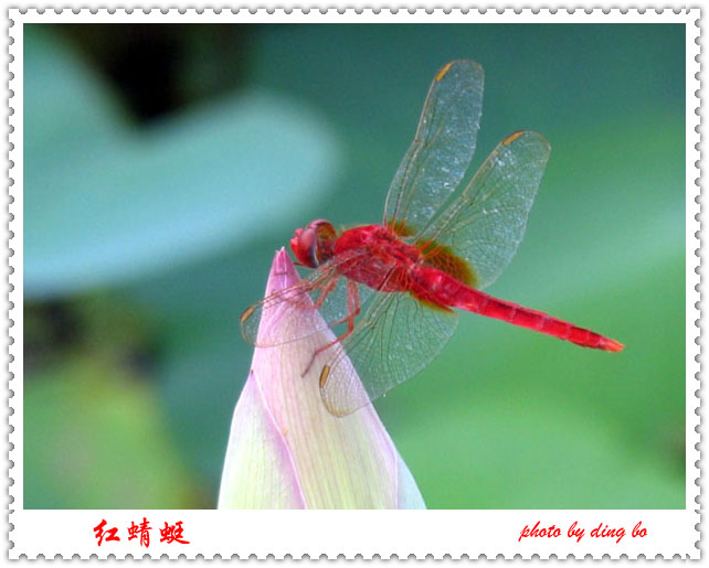 红蜻蜓 摄影 丁波