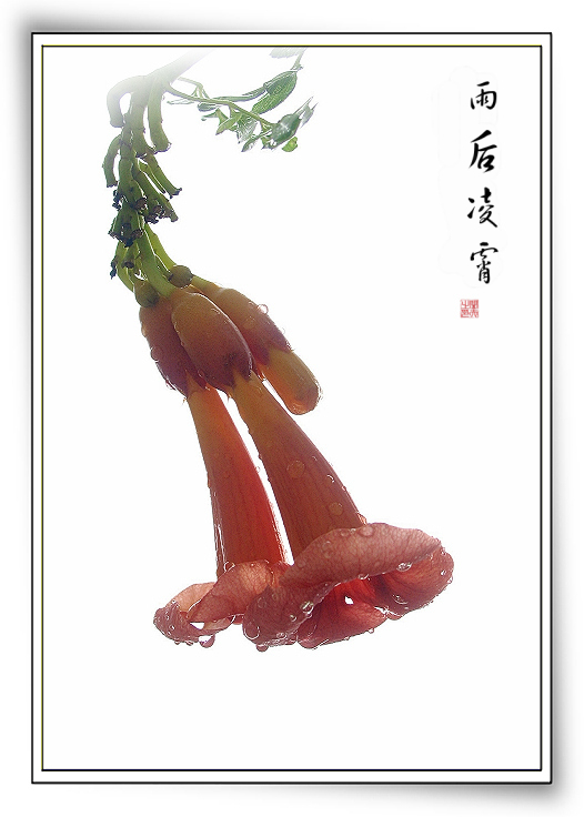 《身边花》—067 摄影 村夫