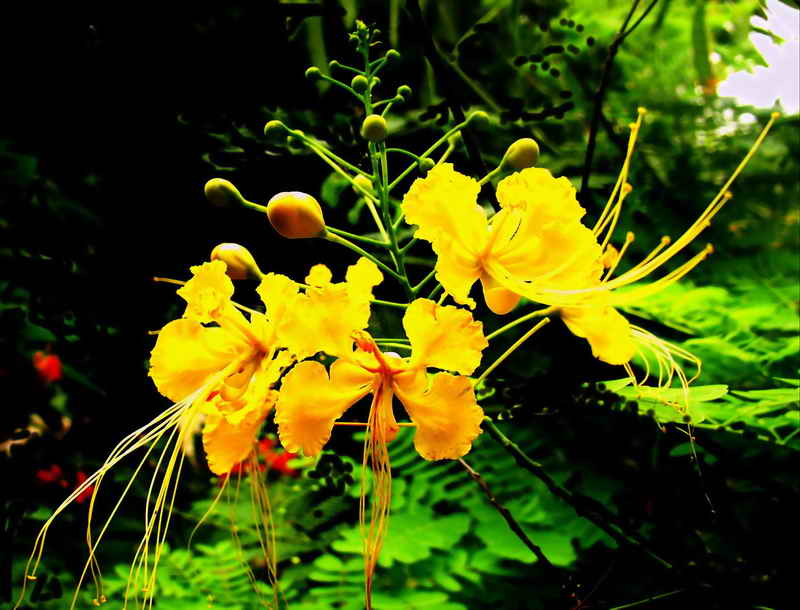 花 摄影 fazhou