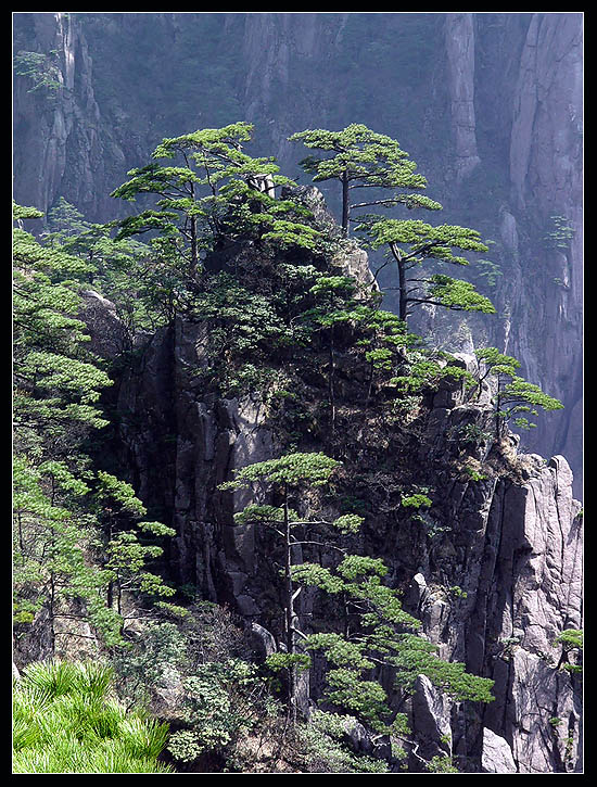 黄山风光 摄影 板桥竹