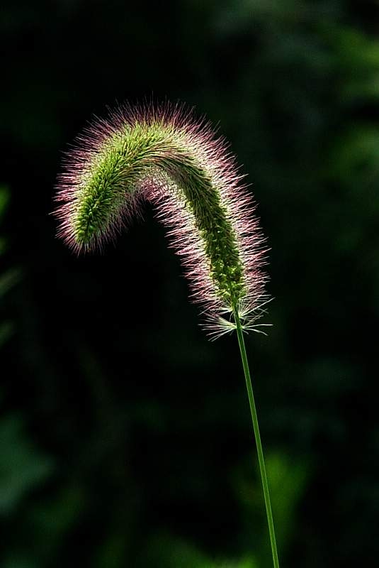 谷草 摄影 yemolangzi