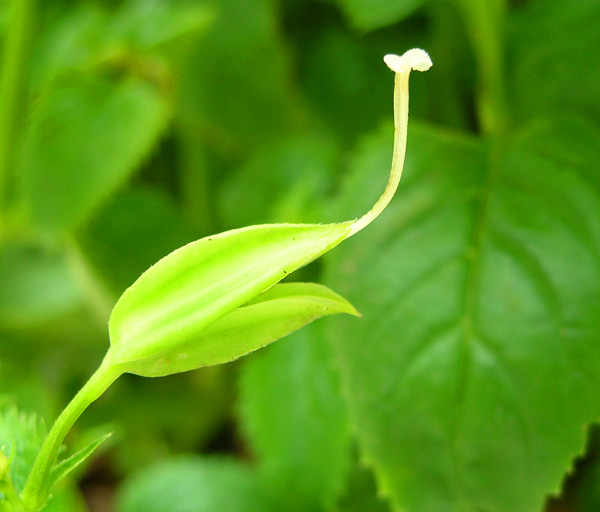 象鼻状小花 摄影 甘田