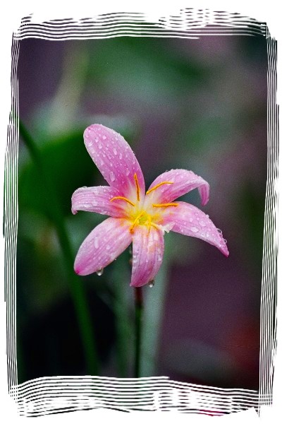 雨后的娇艳 摄影 jufeng