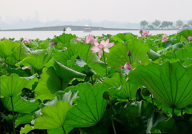 夏日清韵 摄影 山水绿