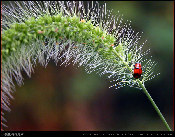 小瓢虫与狗尾草 摄影 delvor