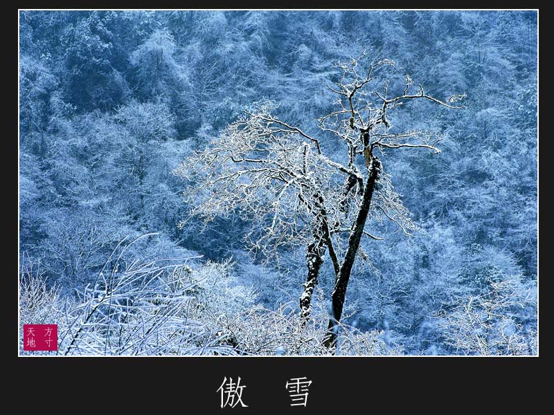 傲雪 摄影 方寸