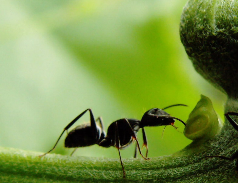 觅食 摄影 fly66