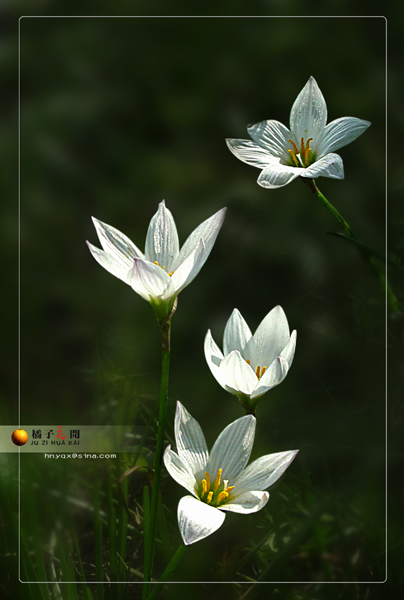 花开正艳 摄影 橘子花开