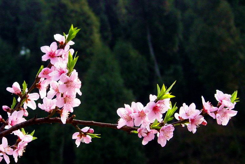 桃花盛开 摄影 小光