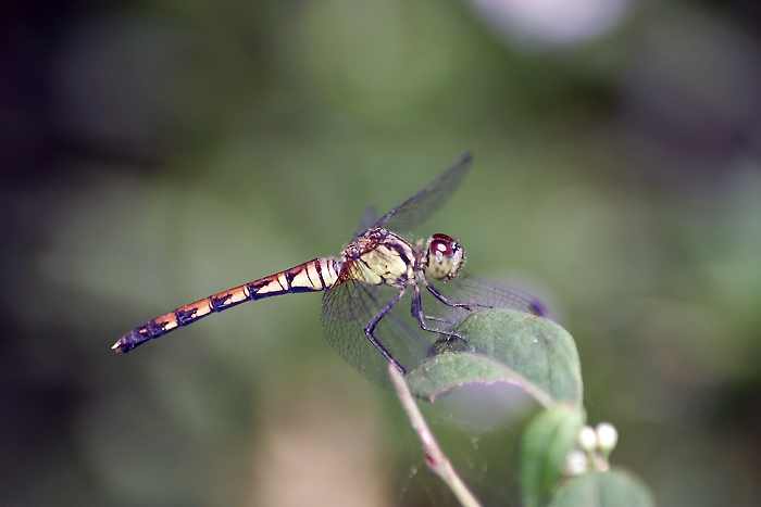 竖眉赤蜻 摄影 mayfly