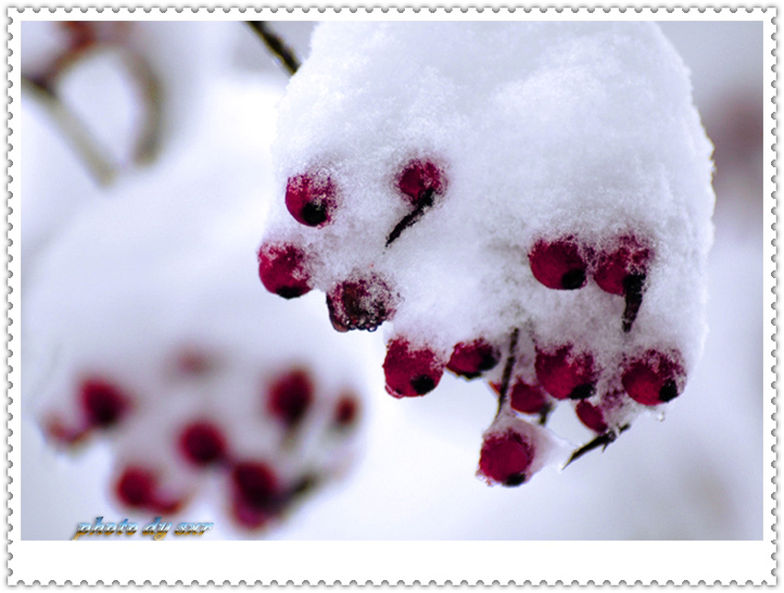 雪里红 摄影 峡江习影人