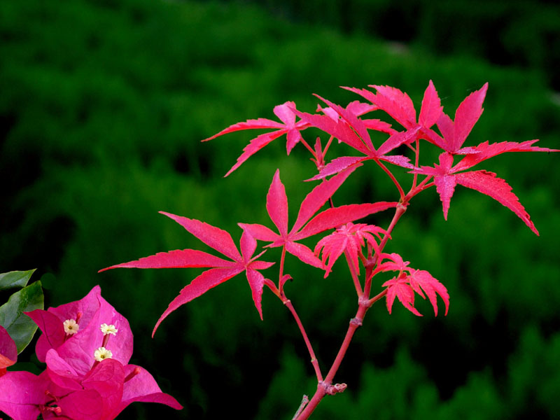 红叶和红花 摄影 山水松竹