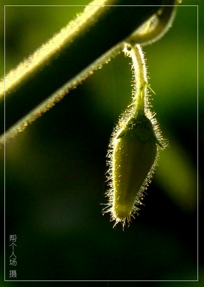 小花苞 摄影 帮个人场