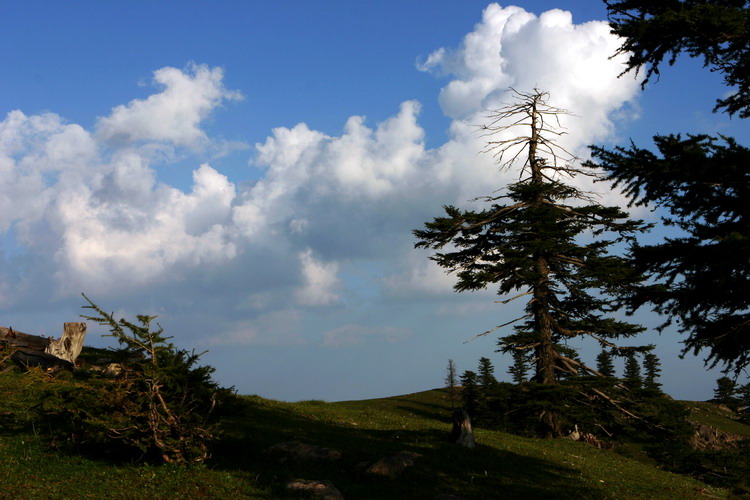 林区风光 摄影 forestphoto