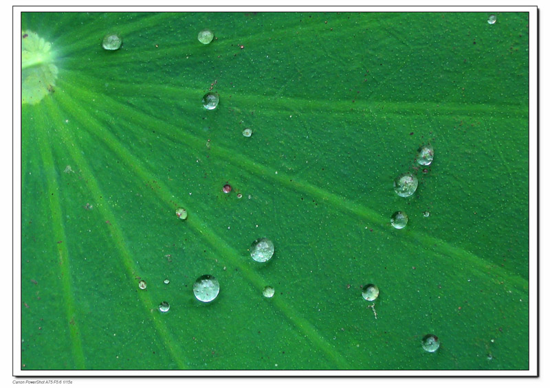 露似珍珠 摄影 菲子拾趣