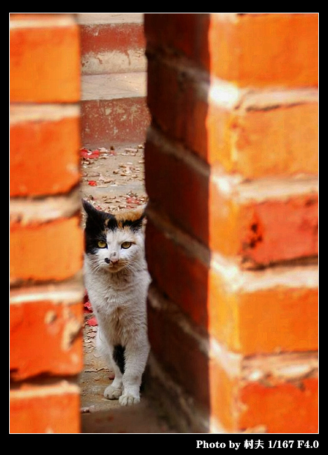 邻居家的猫 摄影 村夫