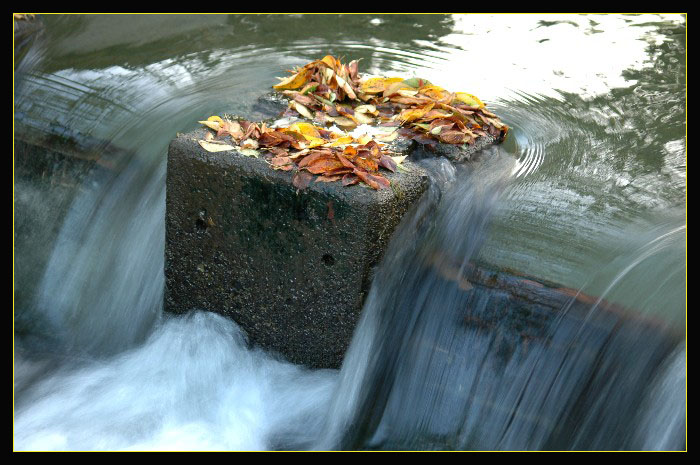 水中秋叶 摄影 结草堂