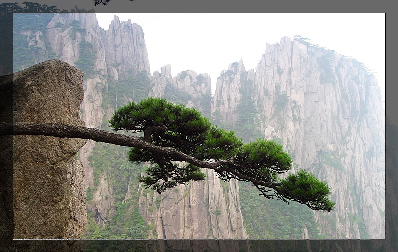 黄山松 摄影 xlong