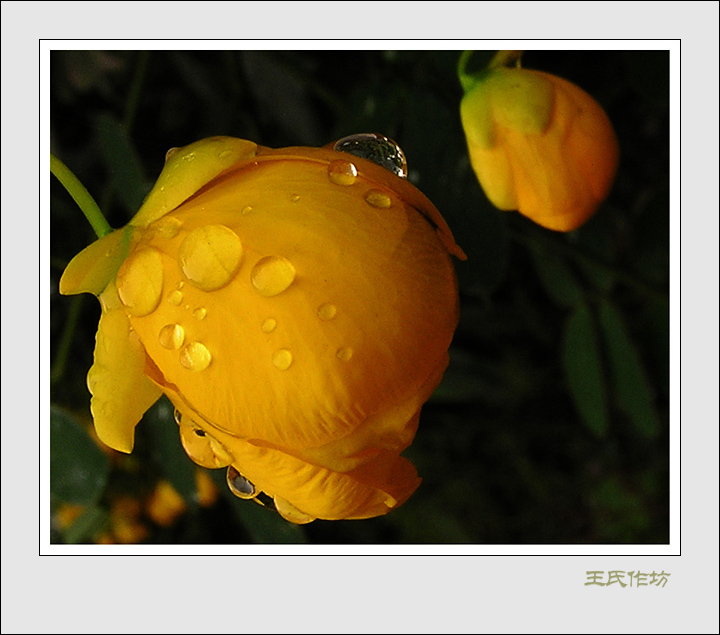 雨后的花朵... 摄影 王氏作坊