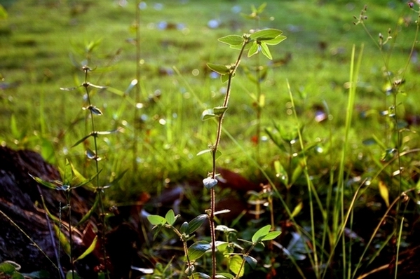 栩栩如生的小草 摄影 citylead