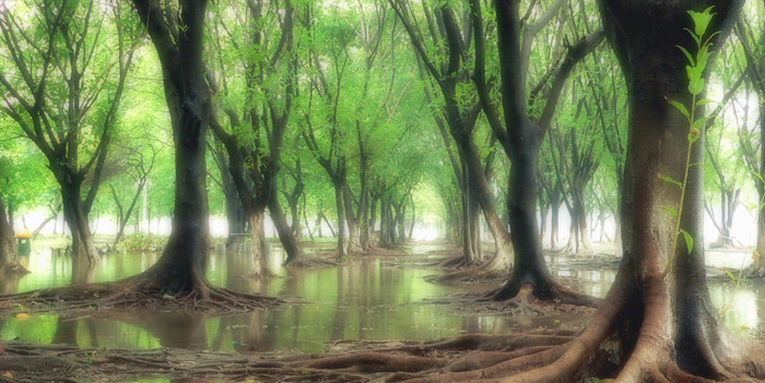 雨后丛林 摄影 狐步