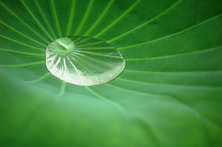 水中的生命 摄影 施戈