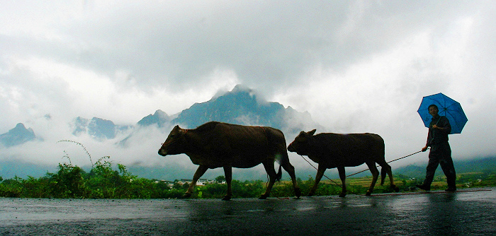 烟雨牧牛图 摄影 村夫