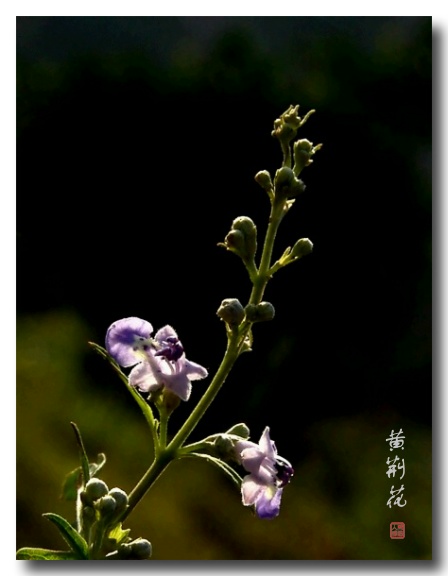 黄荆花 摄影 帮个人场