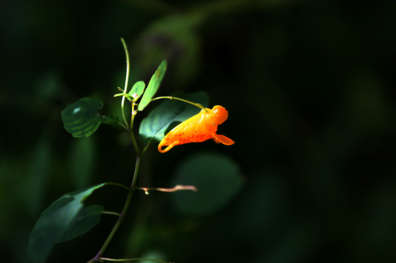 小花 摄影 kuangkee