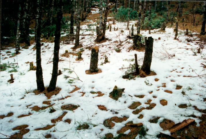 苍山残雪 摄影 叶榆人