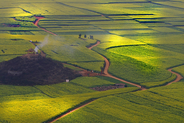 金黄大地 摄影 鹰渡寒潭