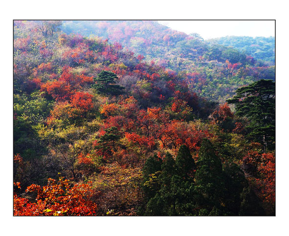 香山红叶 摄影 xueming0625