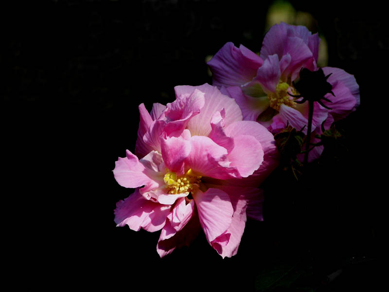 芙蓉花开 摄影 冰烨