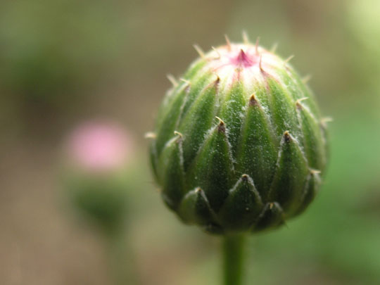 花蕾 摄影 qinjianting