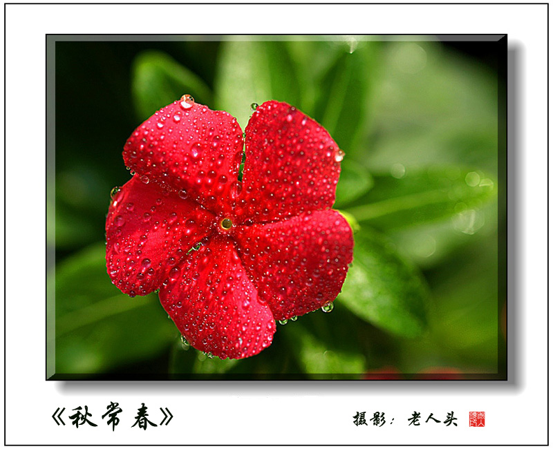 《雨后常春花》 摄影 老人头