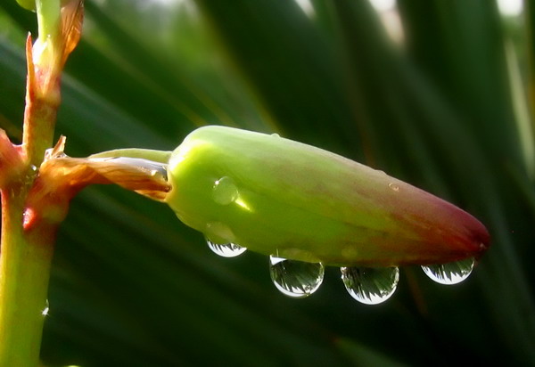 雨露 摄影 quhong