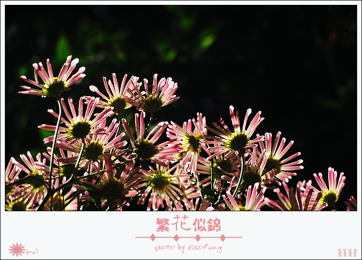 秋菊·繁花 摄影 ≡小风≡