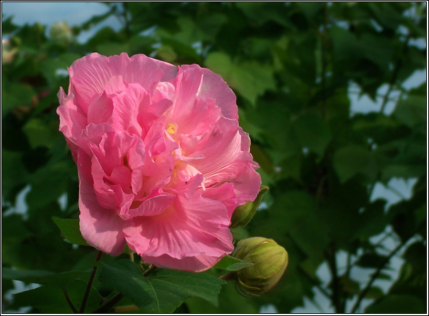 芙蓉 摄影 楚风