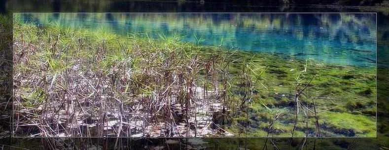 九寨童话之芦苇海 摄影 雨舟行