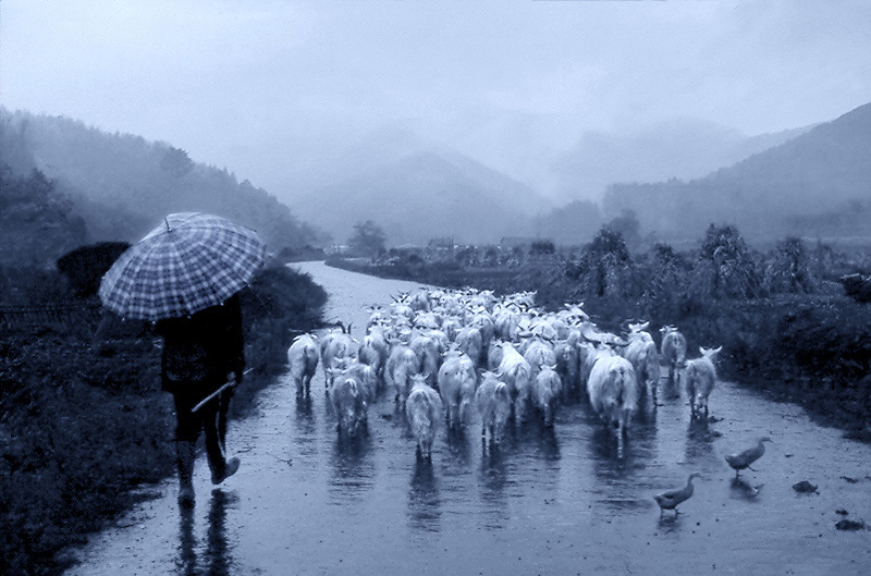 风雨同归 摄影 影者