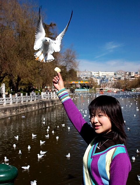 喂鸥的美少女 摄影 鹰渡寒潭