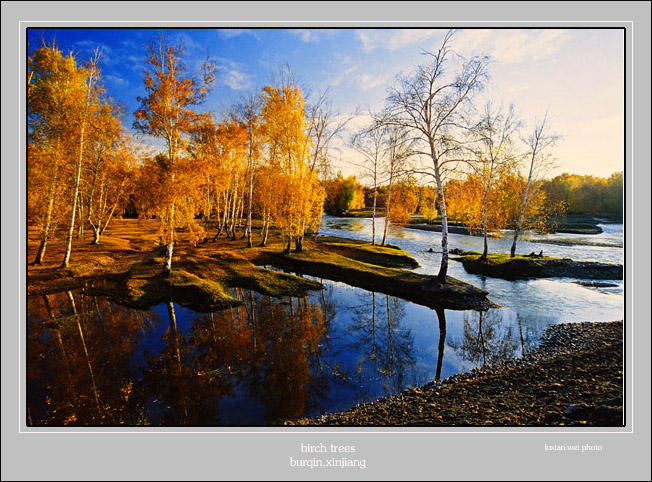 birch trees 摄影 luxianwei