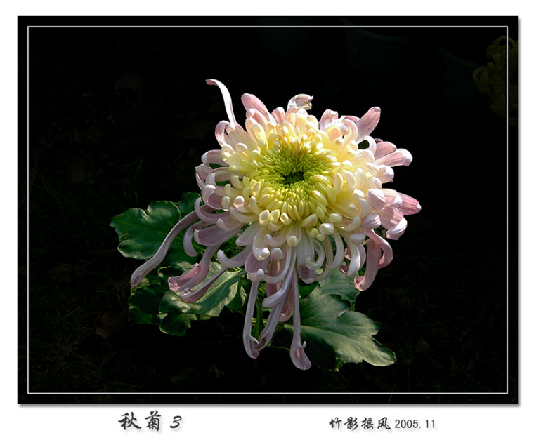 秋菊3 摄影 竹影摇风