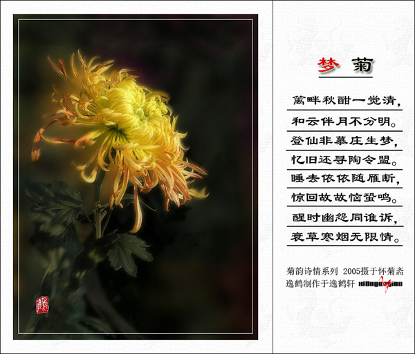 梦菊—菊韵诗情系列（一） 摄影 闲云逸鹤