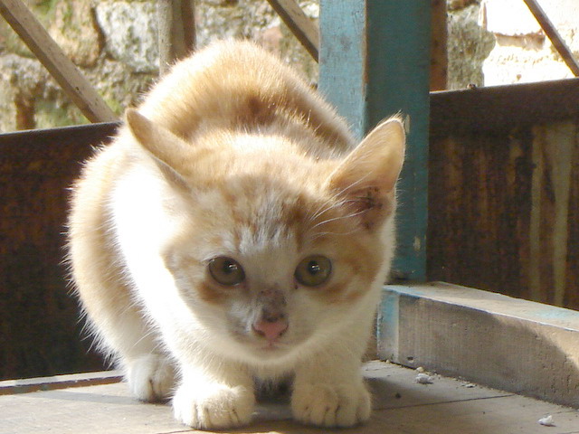 流浪猫之猫视眈眈 摄影 丹霞