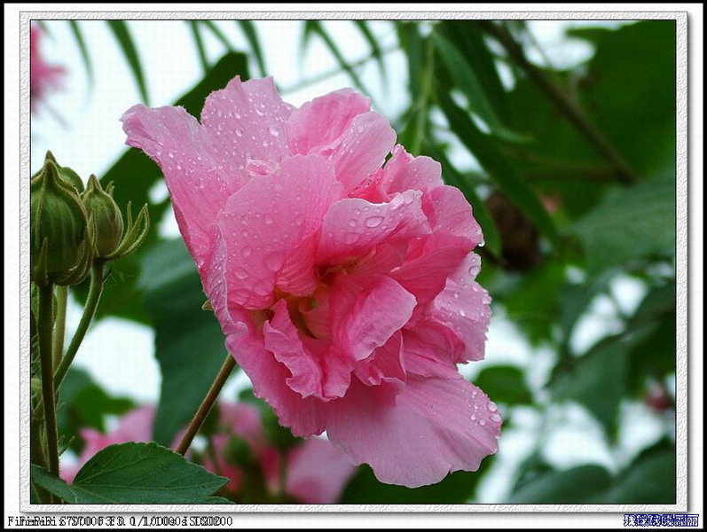 雨中娇艳 摄影 cnahtlyyq