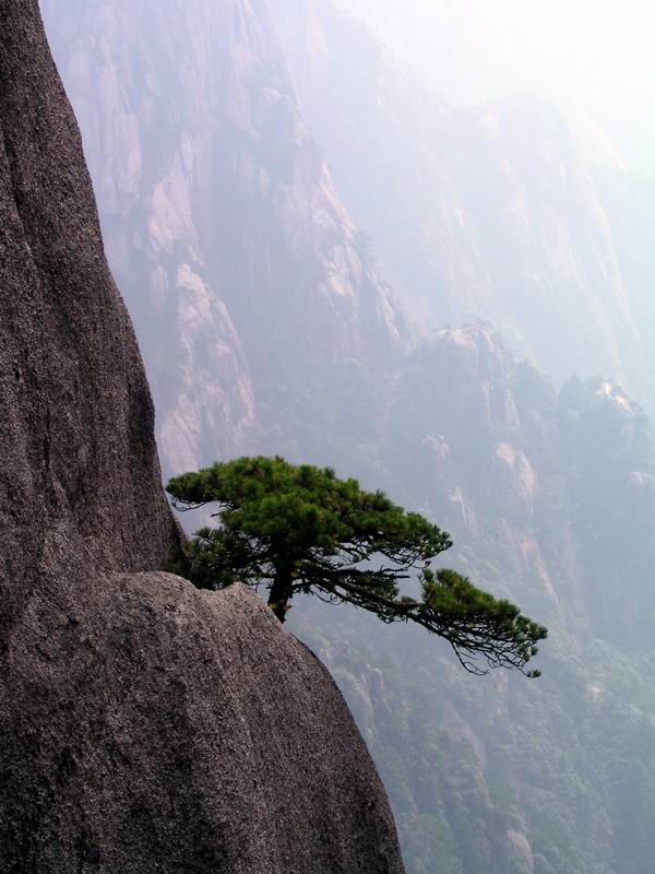 黄山松 摄影 走马